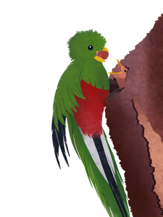 Curso Básico de la Política Nacional de Seguridad Alimentaria y Nutricional 2022-2037